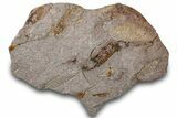 Eocrinoid (Ascocystites) Mortality Plate - Ordovician #305142-1